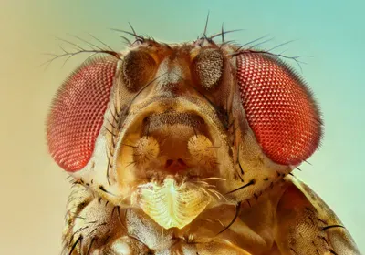A close-up of a fruit fly head with antenna clearly visible in front of its red eyes A close-up of a fruit fly head with antenna clearly visible in front of its red eyes